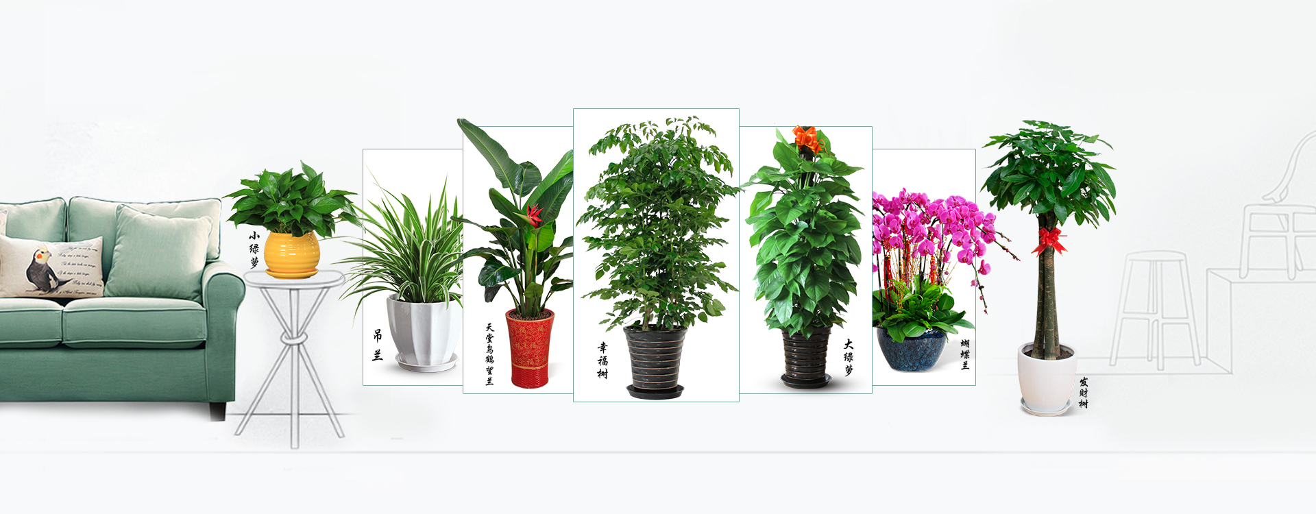 植物租賃,<a href='http://curryupcaters.com/zubai/' target='_blank'><u>綠植租賃</u></a>,室內<a href='http://curryupcaters.com/zubai/' target='_blank'><u>綠植租賃</u></a>,室內植物租賃